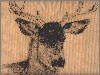 Sophie Bernard
          Un Cerf
          Fusain sur Papier Kraft
          N15 (32 x 29cm)
