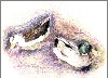 Sophie Bernard
          Les Canards
          Crayons de Couleurs
          sur Papier 180gr
          N26 (29 x 21 cm)