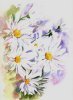 Sophie Bernard
          Les Marguerites
          Aquarelle sur Papier
          300gr Grain Torchon
          N38 (36 x 26 cm)