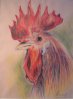 Sophie Bernard
          Le Coq
          Crayon sur Papier
          300gr Grain Torchon
          N43 (36 x 26 cm)